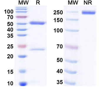 PDPN/Podoplanin Mouse Monoclonal Antibody