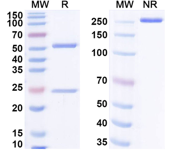HOMER1 Mouse Monoclonal Antibody