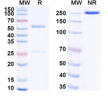 HCN3 Mouse Monoclonal Antibody