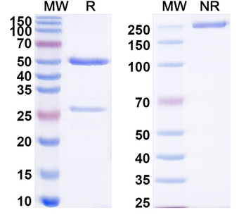GPHN/Gephyrin Mouse Monoclonal Antibody