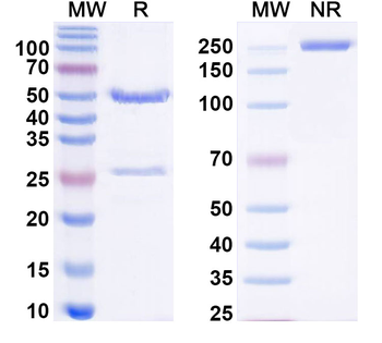 BCHE/CHE1 Mouse Monoclonal Antibody
