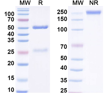 FGF12 Mouse Monoclonal Antibody