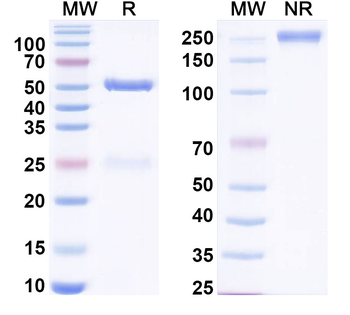 CCL14/NCC-2 Human Monoclonal Antibody