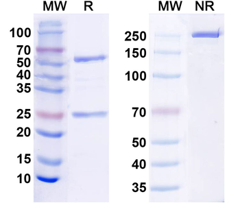 CCL5/RANTES Human Monoclonal Antibody
