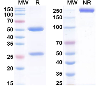 PDGFD Human Monoclonal Antibody