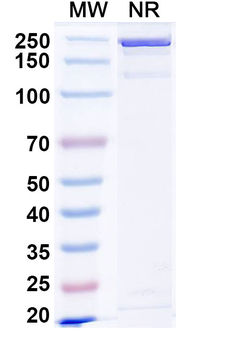 Flt3 ligand/FLT3LG Human Monoclonal Antibody
