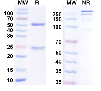 CSF1/M-CSF Human Monoclonal Antibody