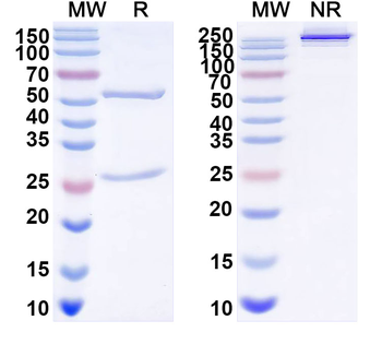 Rotavirus A/RV-A Outer capsid protein VP4 Mouse Monoclonal Antibody