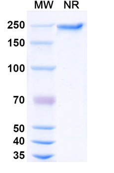 DNA/RNA G-quadruplex Structures Mouse Monoclonal Antibody
