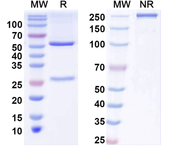 IFNA1/Interferon alpha-D Human Monoclonal Antibody