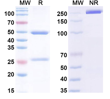 IL21 Mouse Monoclonal Antibody