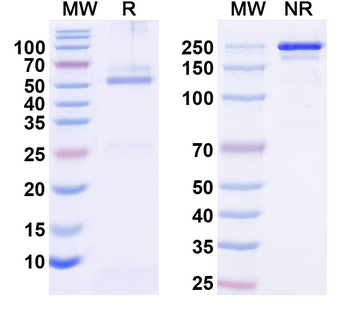 IL13 Human Monoclonal Antibody