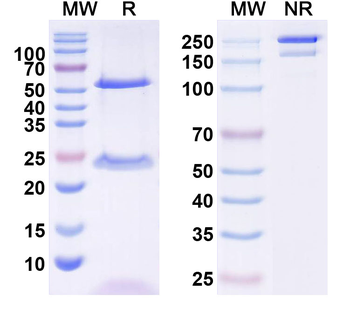 IL9 Mouse Monoclonal Antibody
