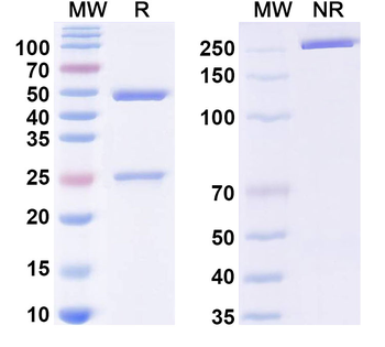 AS Fc Block Human Monoclonal Antibody