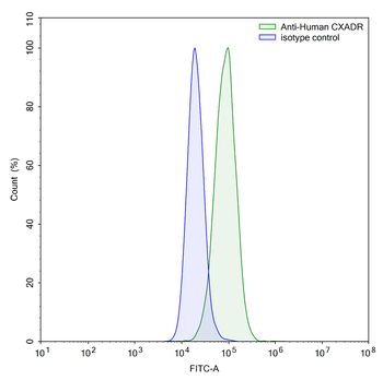 CXADR Mouse Monoclonal Antibody