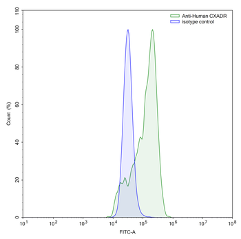 CXADR Mouse Monoclonal Antibody
