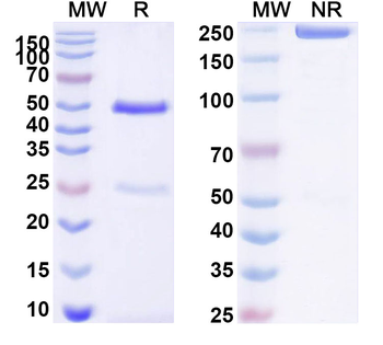 CXADR Mouse Monoclonal Antibody