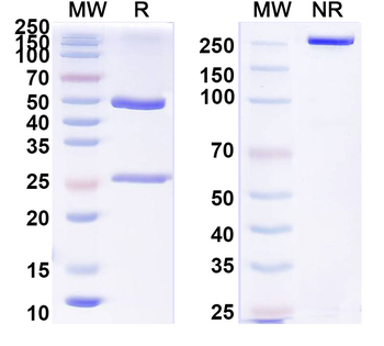 Phospho-Tau (pS202/pT205) Mouse Monoclonal Antibody