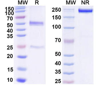 Ganglioside GD2 Human Monoclonal Antibody