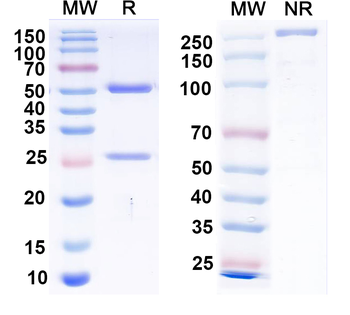 EBV/HHV-4 gH/gL Complexes Human Recombinant Antibody