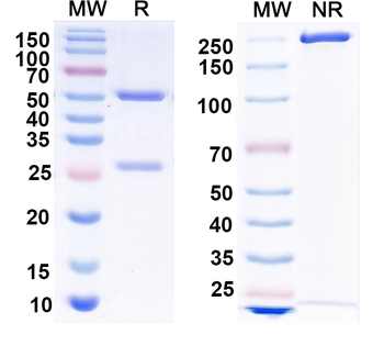 EBV/HHV-4 gH/gL Complexes Human Recombinant Antibody