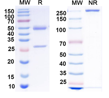 EBV/HHV-4 gH/BXLF2 Human Monoclonal Antibody