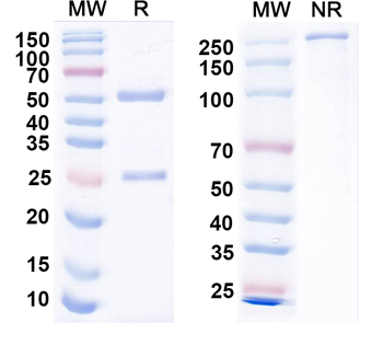 EBV/HHV-4 gH/BXLF2 Human Recombinant Antibody