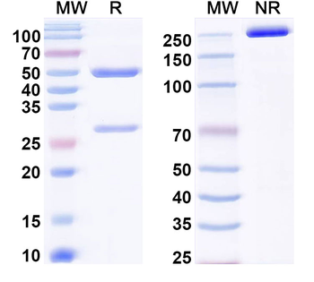 CDH3/P-cadherin Mouse Monoclonal Antibody
