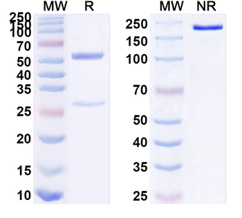 SSTR2/SRIF-1 Mouse Monoclonal Antibody