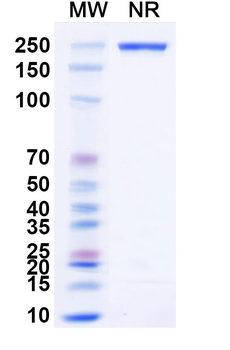 Phleum pratense PHLPII/Phlp2 Human Monoclonal Antibody