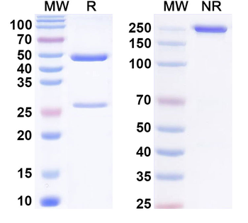 Phospho-p53 Mouse Monoclonal Antibody