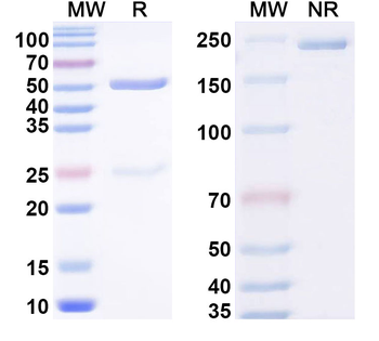 Phospho-Tau Mouse Monoclonal Antibody