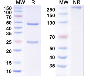 Phospho-Tau Mouse Monoclonal Antibody