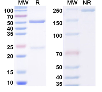 Phospho-Tau Mouse Monoclonal Antibody