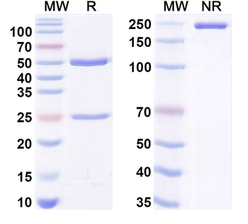 α-Gal Epitope (Galα1-3Galβ1-4GlcNAc-R) Mouse Monoclonal Antibody