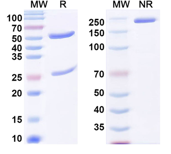 Transthyretin amyloidosis Mouse Monoclonal Antibody
