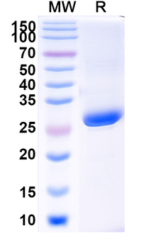 SARS-CoV-2 RBD Monoclonal Antibody