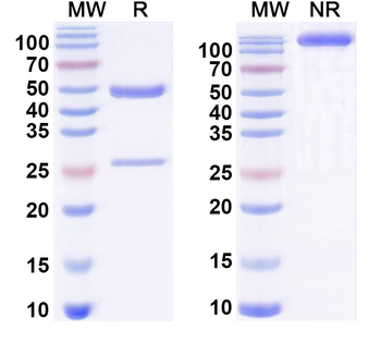 J1 epitope of COL2A1 Mouse Monoclonal Antibody
