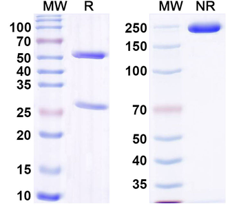CCL11/Eotaxin Rat Monoclonal Antibody