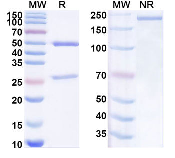 SOST Mouse Monoclonal Antibody
