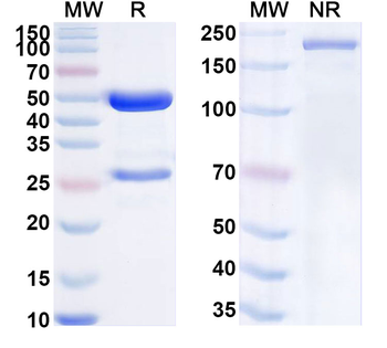 SOST Mouse Monoclonal Antibody