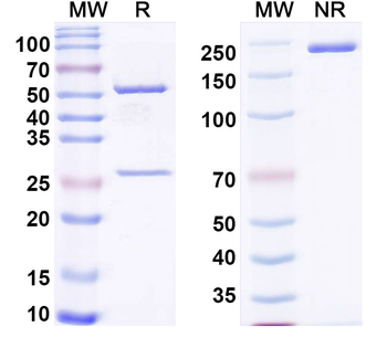 DKK1 Rat Monoclonal Antibody