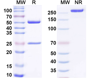 C1 epitope (GARGLTGRPGDA) of COL2A1 Mouse Monoclonal Antibody