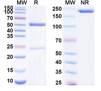 PCSK9 Mouse Monoclonal Antibody