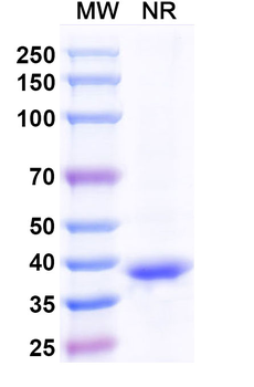 DNA/RNA G-quadruplex Structures Monoclonal Antibody
