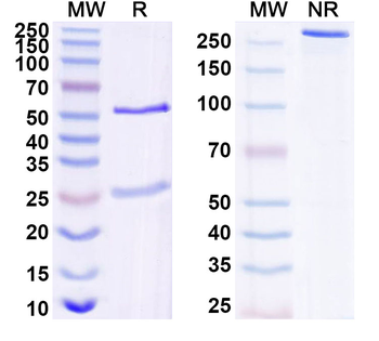 IL17C Mouse Monoclonal Antibody