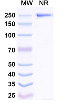 CHIKV Spike glycoprotein E2 Human Monoclonal Antibody