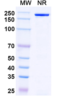 CHIKV Spike glycoprotein E2 Human Monoclonal Antibody