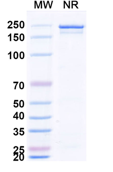 Rabies virus G/Glycoprotein Human Monoclonal Antibody