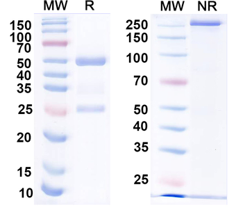 HPV16 L1/Major capsid protein L1 Human Recombinant Antibody